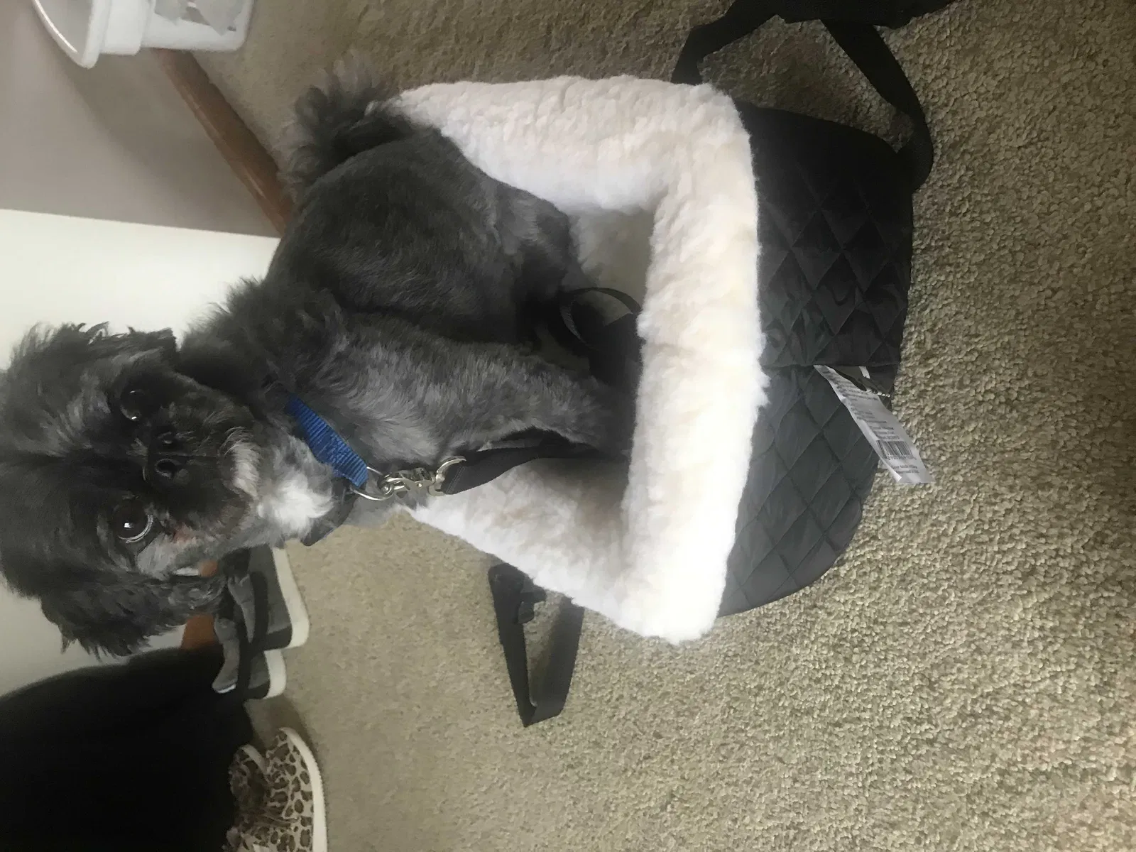 Lost dog in Baldwin, MI, 49304