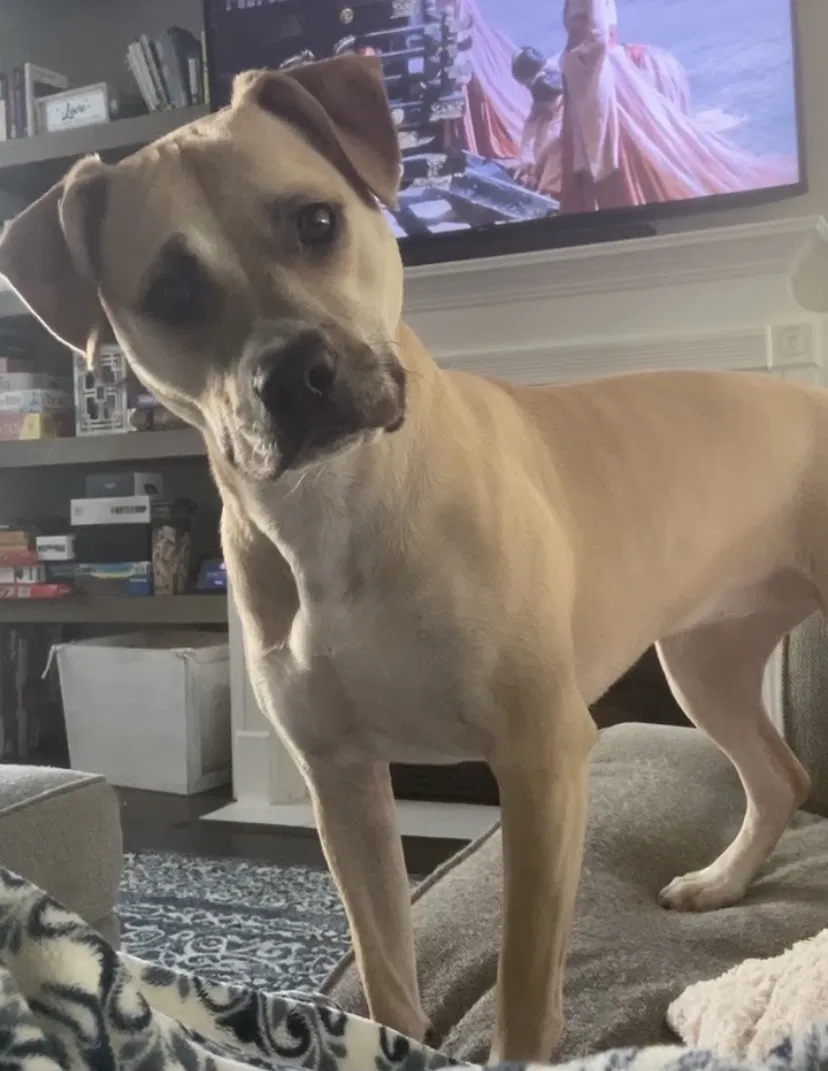 Lost dog in Puyallup, WA, 98374