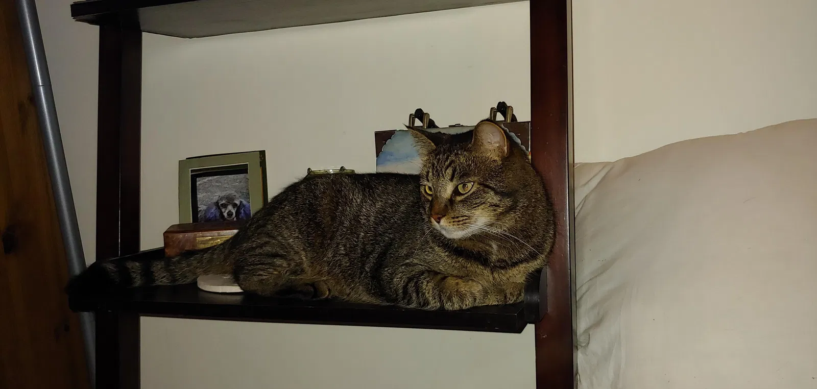 Lost cat in Joppa, MD, 21085
