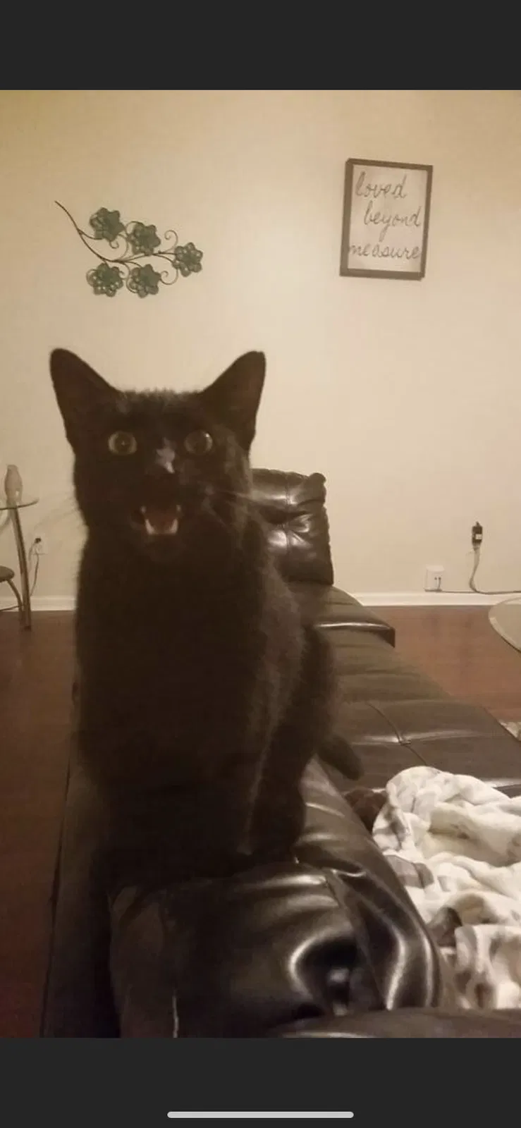 Lost cat in Jacksonville, FL, 32225