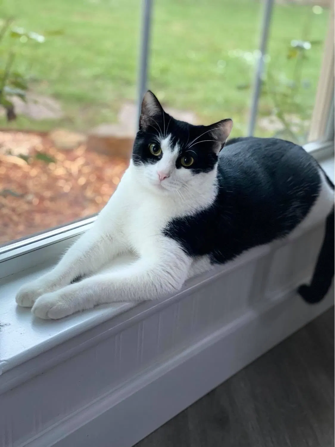 Lost cat in Mansfield, TX, 76063