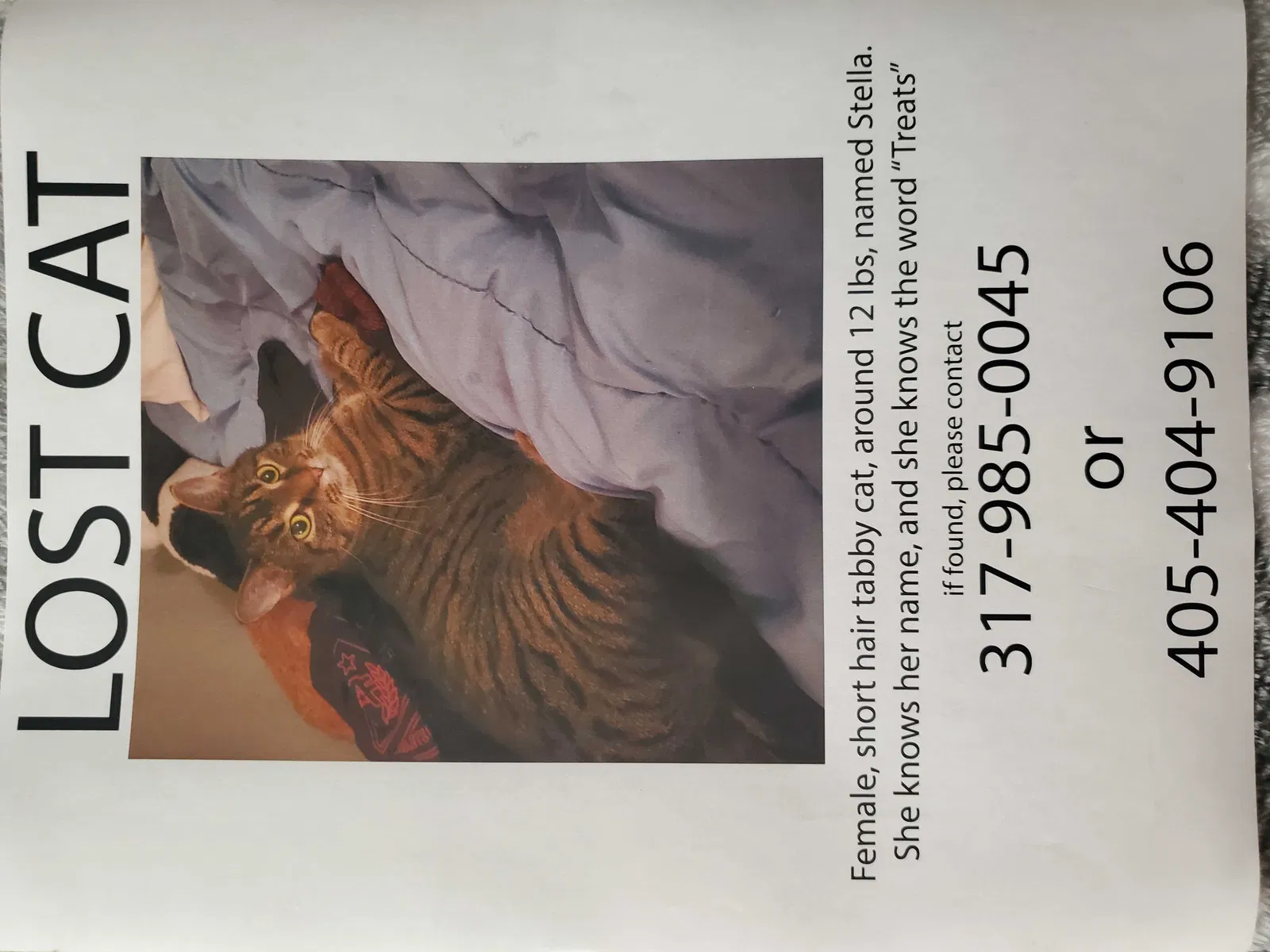 Lost cat in Carmel, IN, 46032
