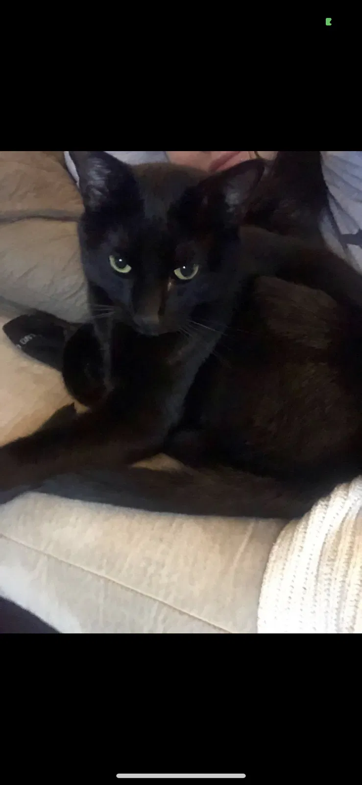 Lost cat in Memphis, TN, 38135
