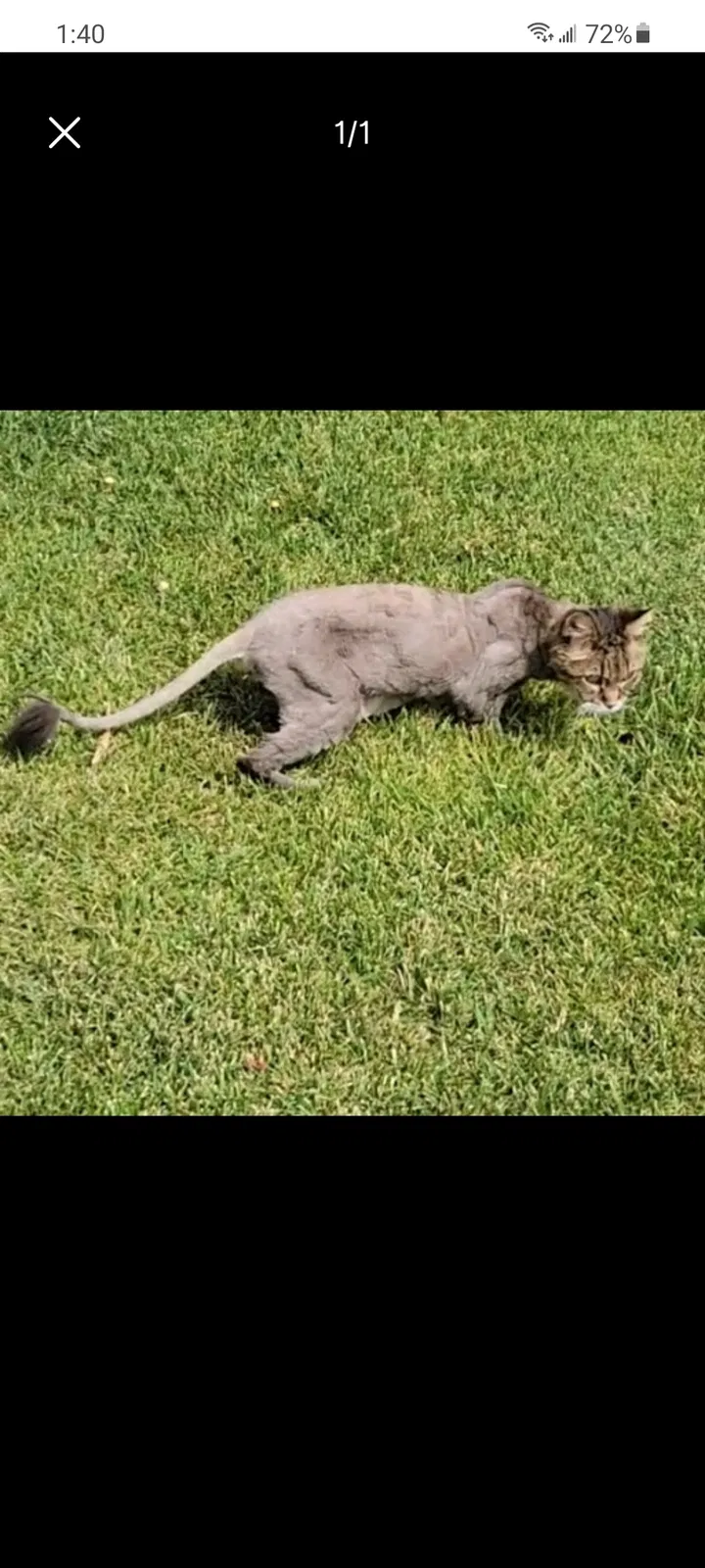 Lost cat in Las Vegas, NV, 89148