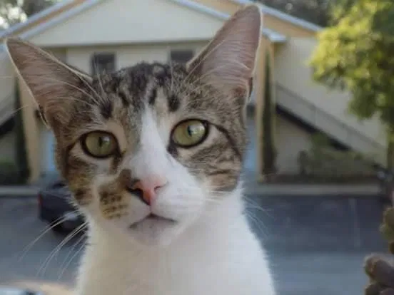 Lost cat in Nampa, ID, 83687