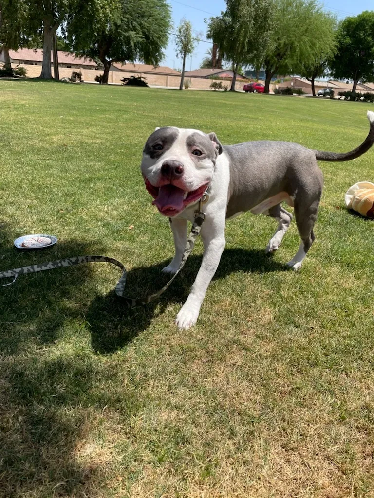 Lost dog in Thousand Palms, CA, 92276