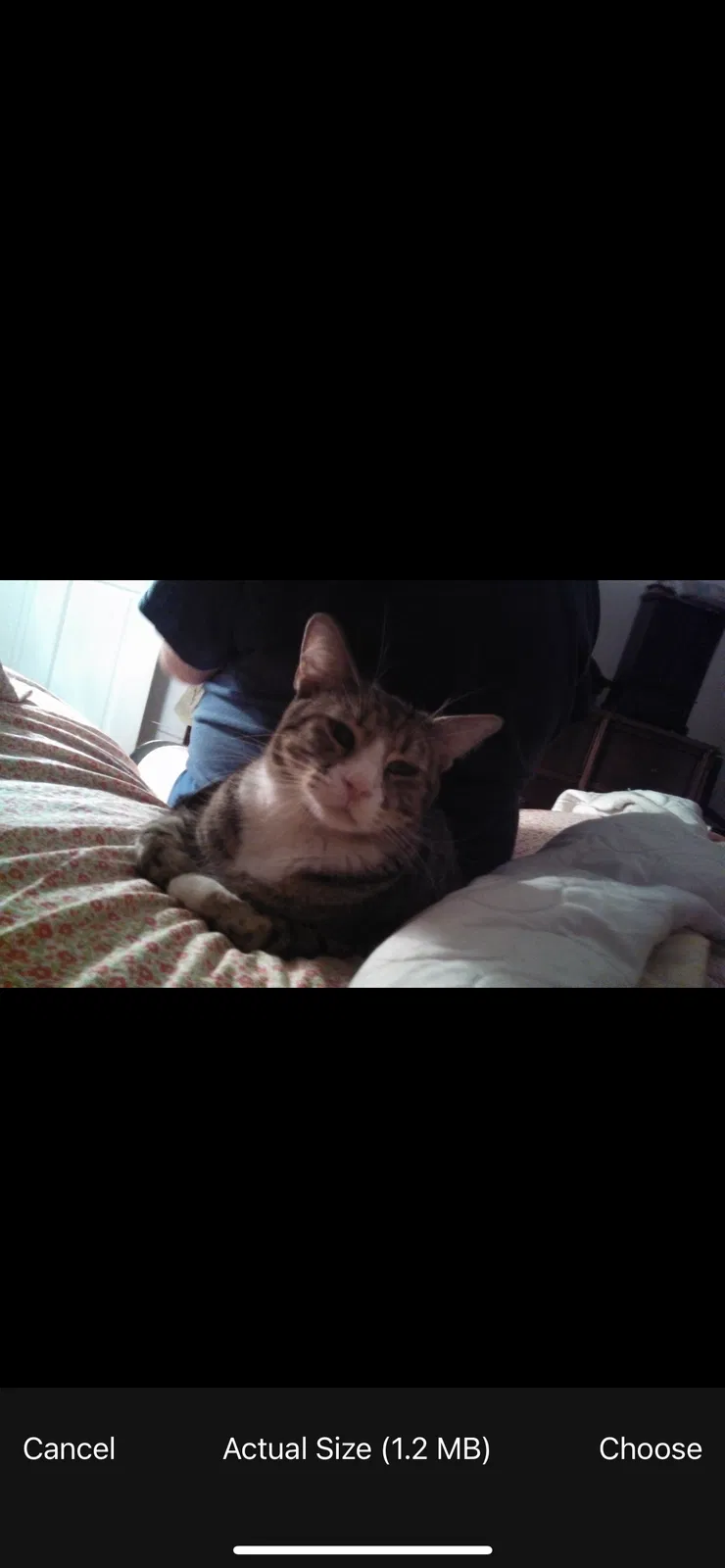 Lost cat in Homestead, FL, 33030