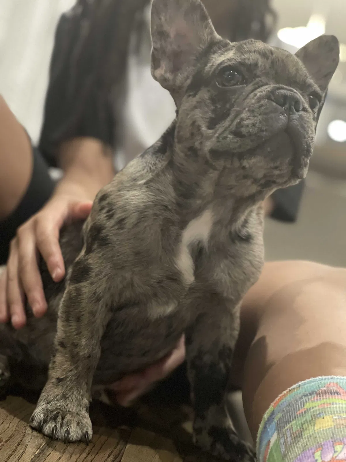 Lost dog in Chicago, IL, 60628