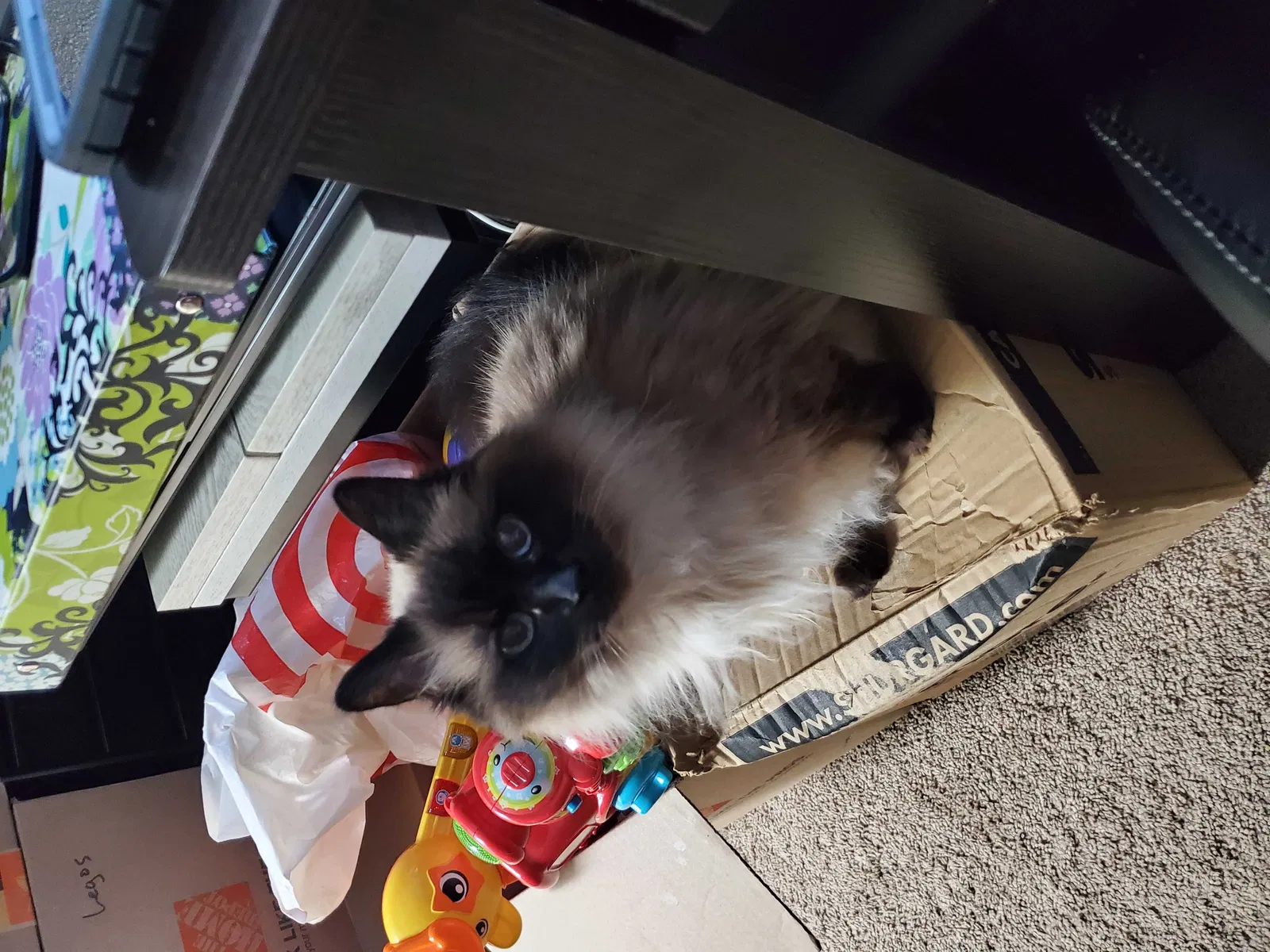 Lost cat in Bremerton, WA, 98311