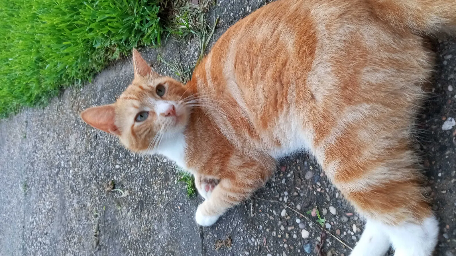 Lost cat in Conroe, TX, 77301