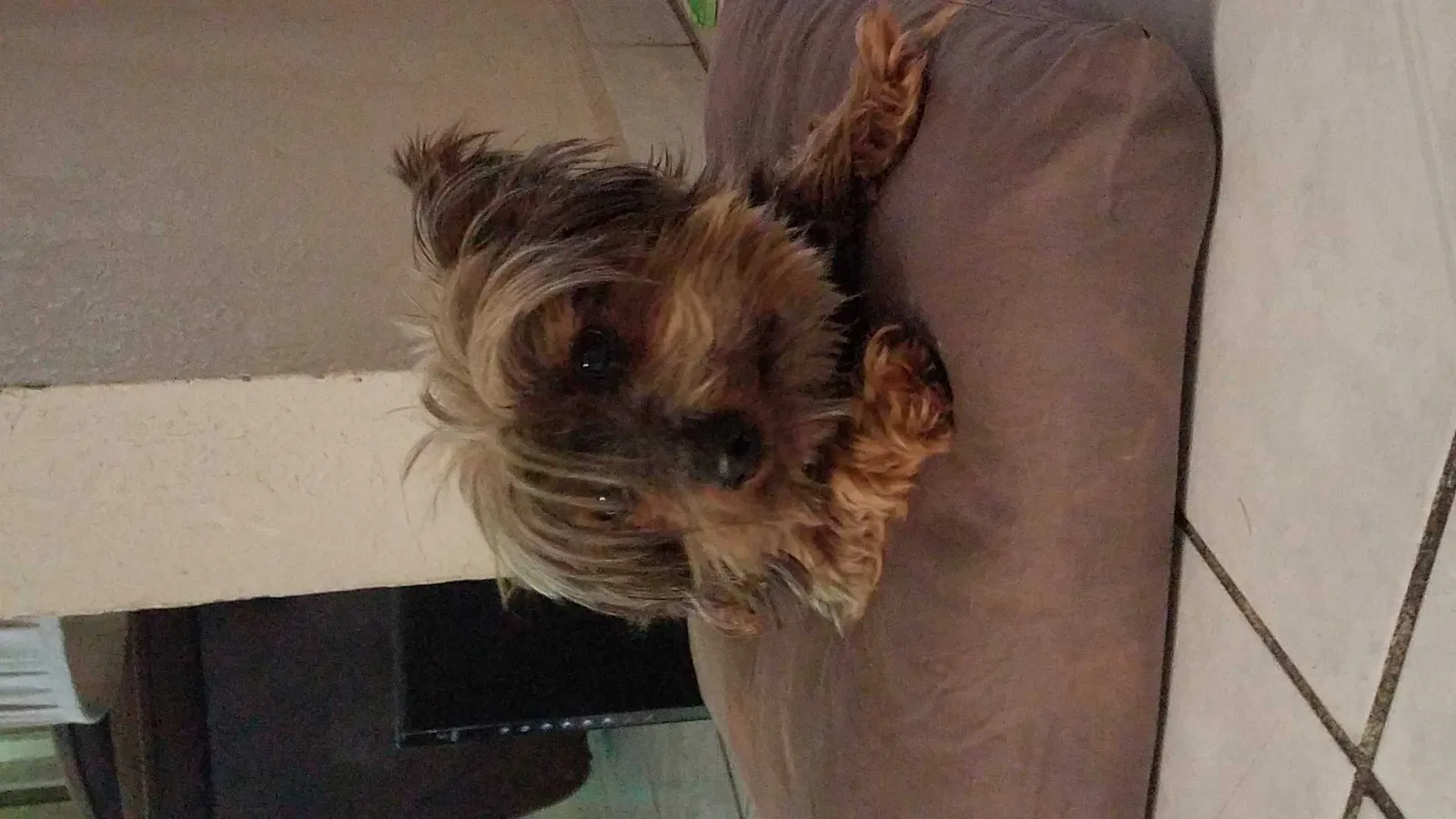 Lost dog in San Diego, CA, 92114
