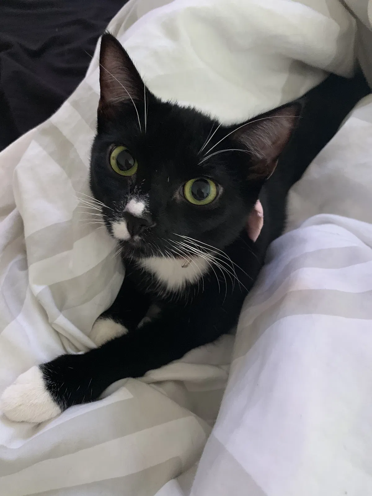 Lost cat in Brooklyn, NY, 11230