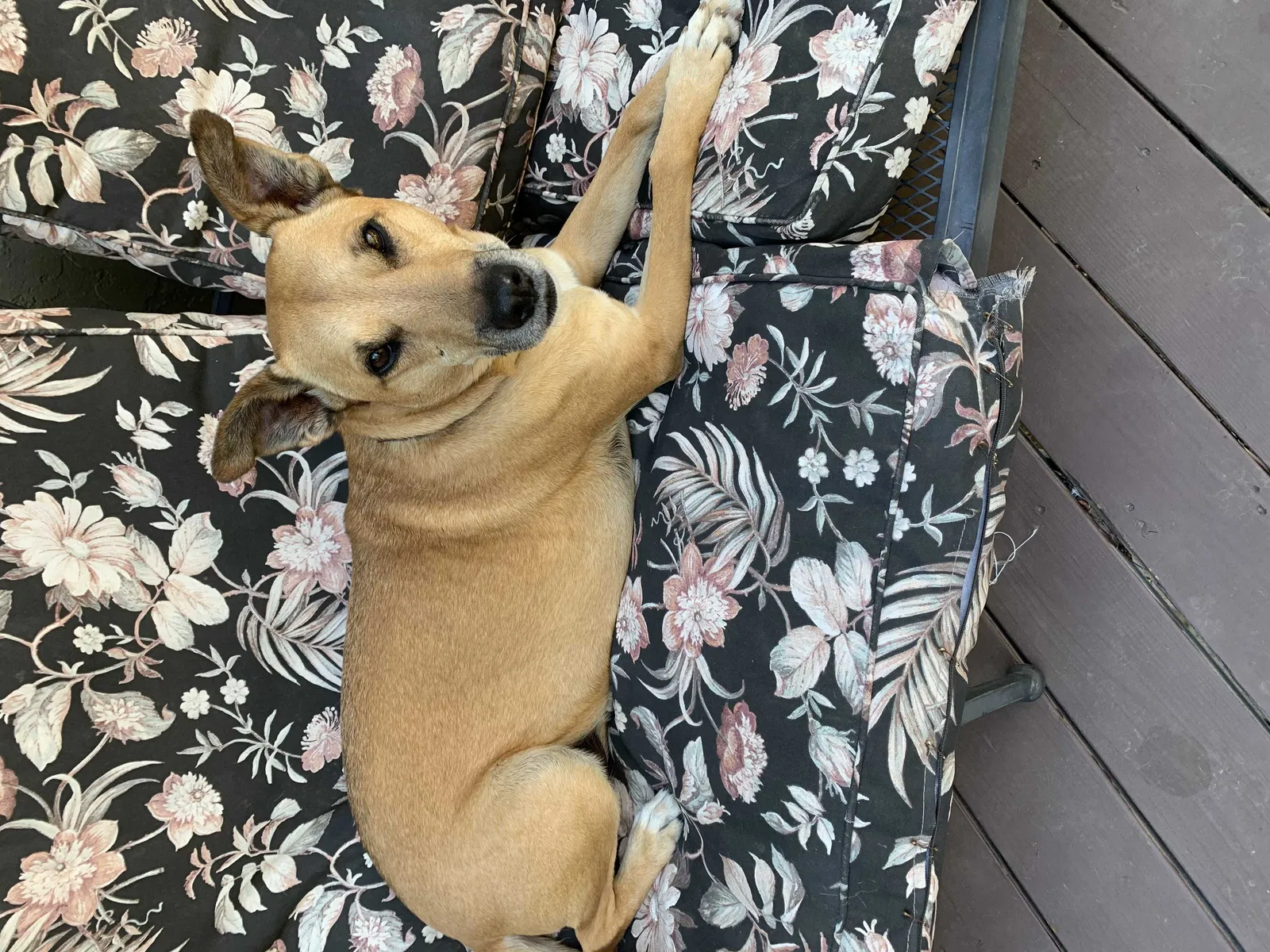 Lost dog in Clayton, CA, 94517