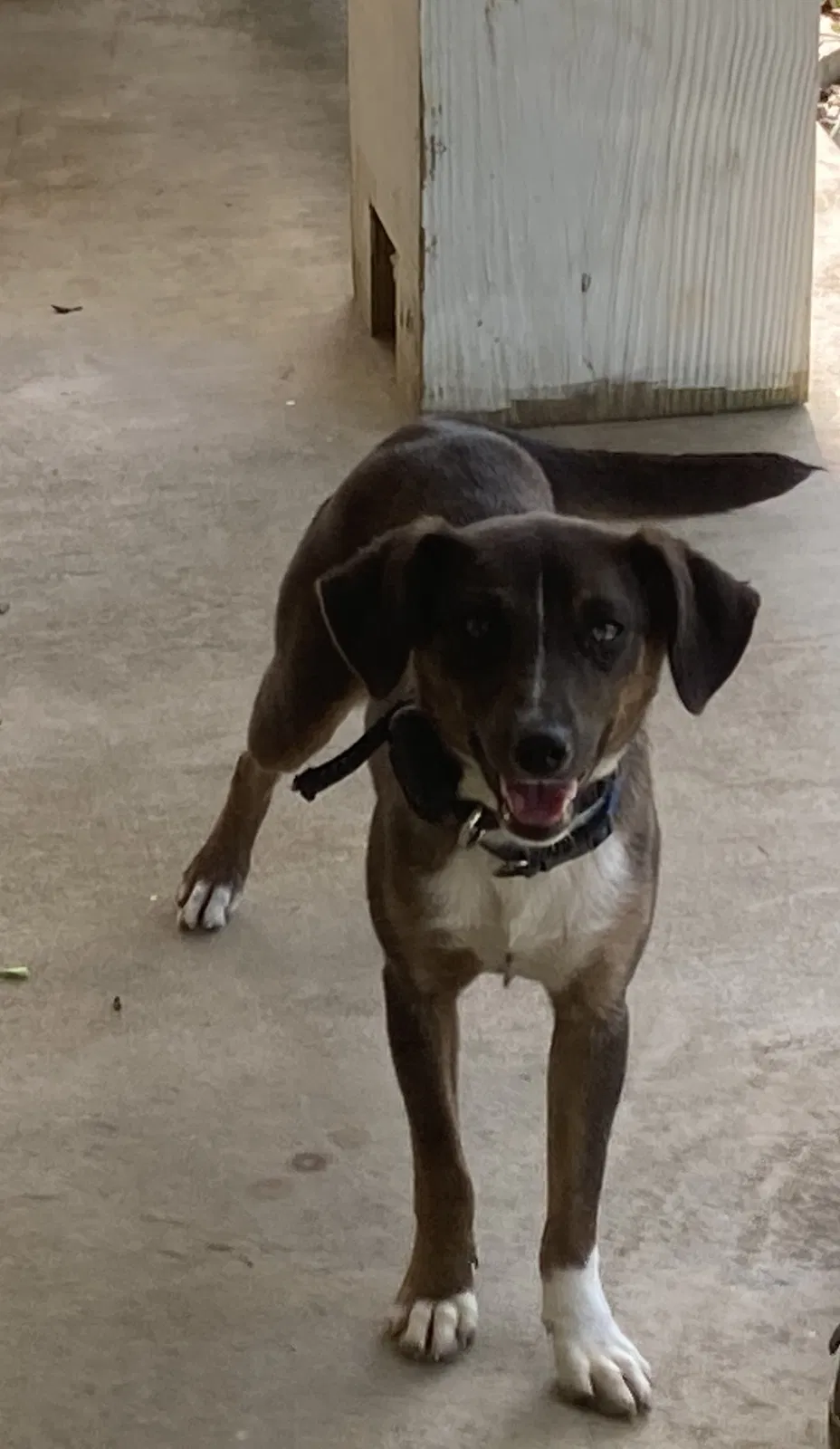 Lost dog in Vancleave, MS, 39565