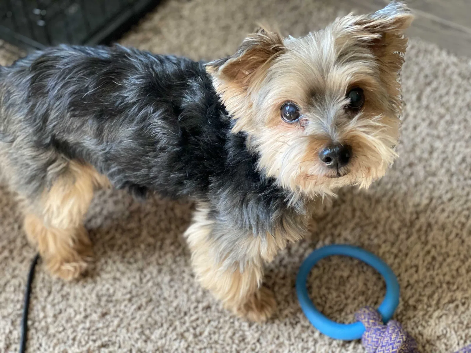 Lost dog in Jacksonville, AR, 72076