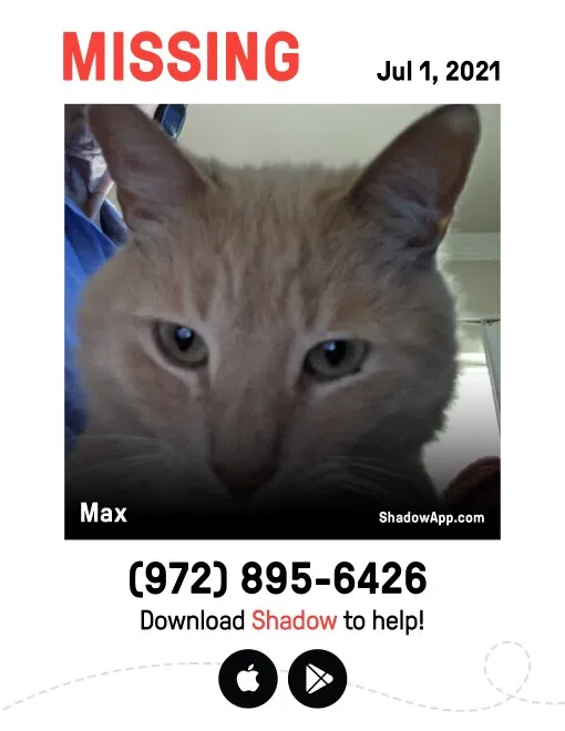 Lost cat in Richardson, TX, 75080
