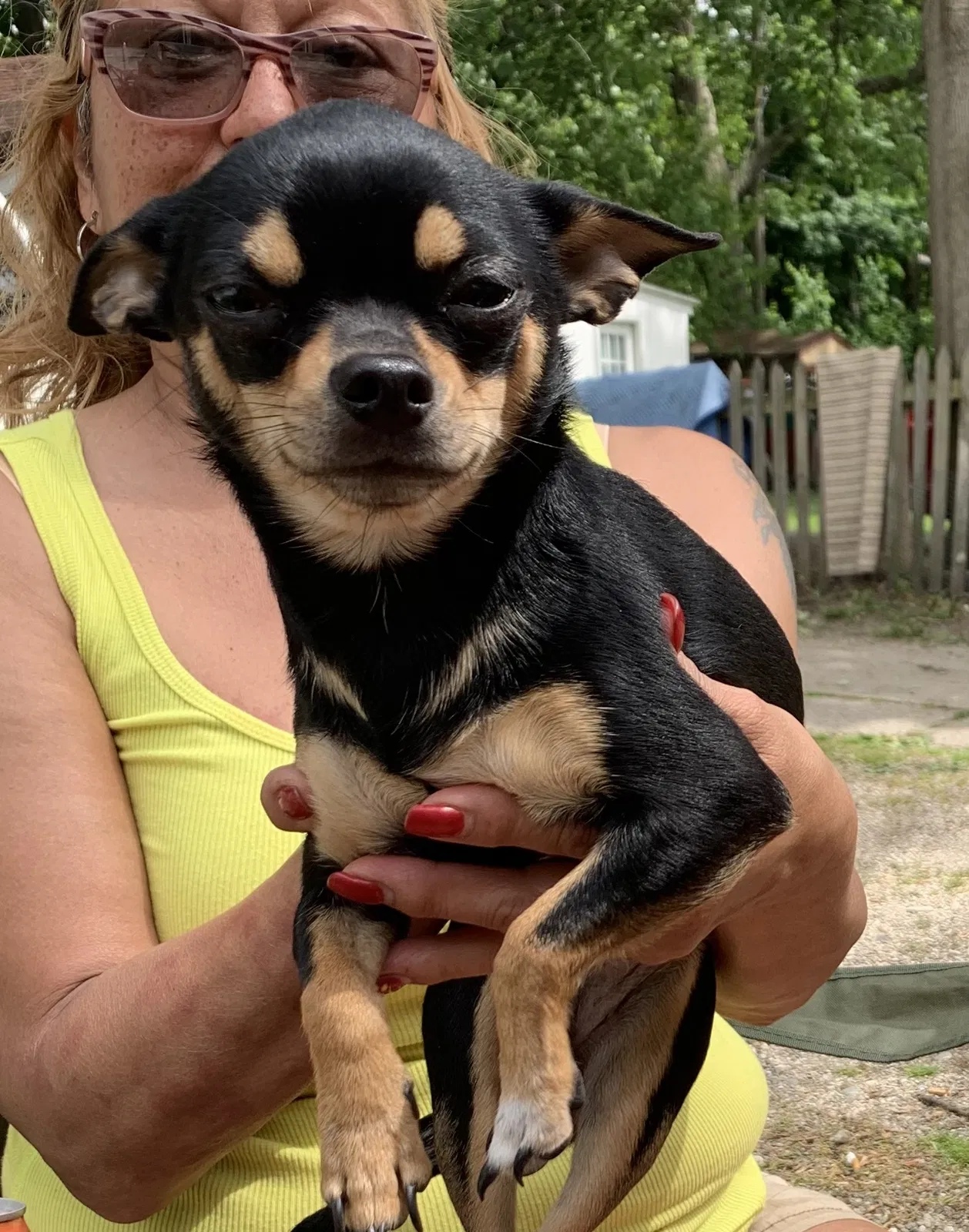 Lost dog in Grand Rapids, MI, 49507