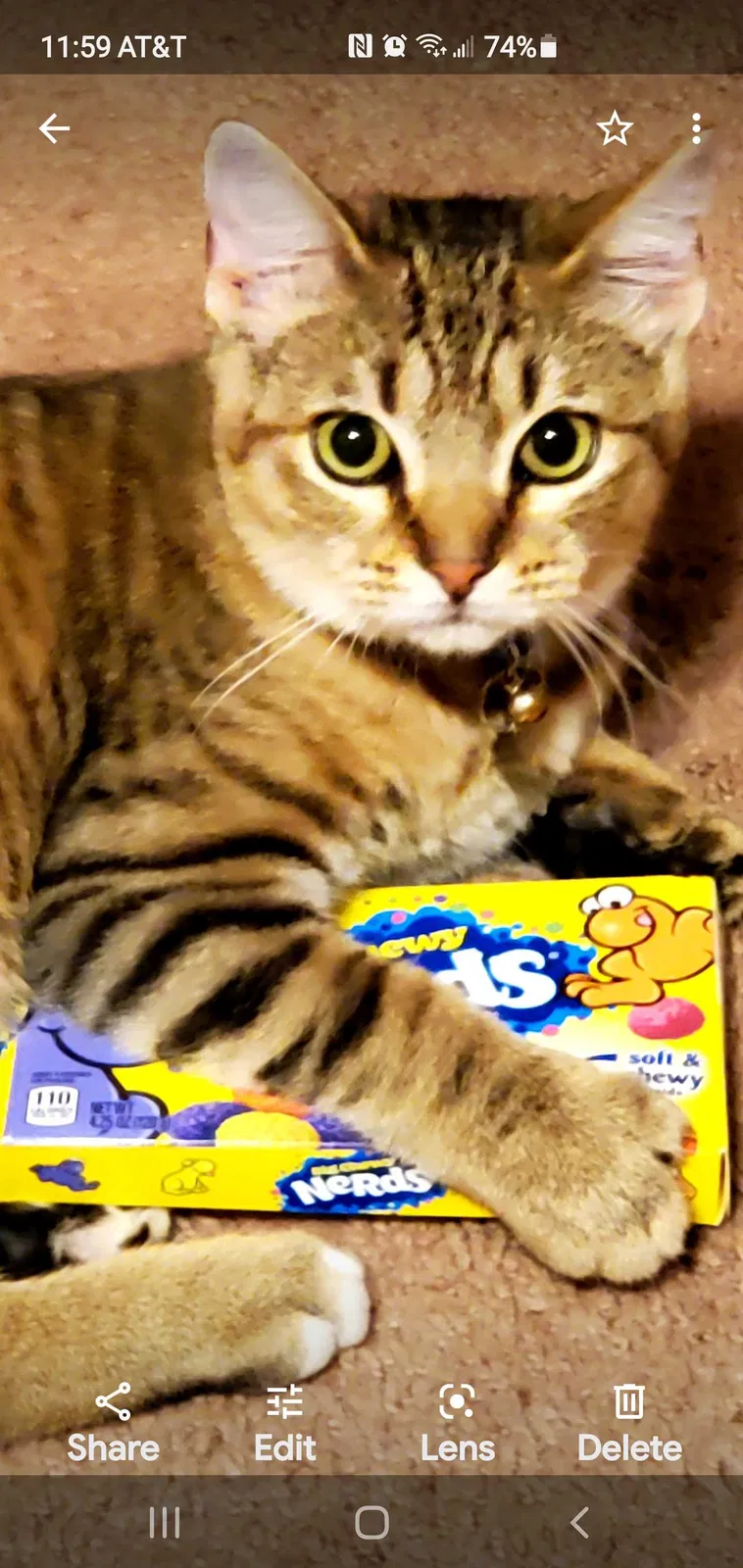 Lost cat in Denton, TX, 76208