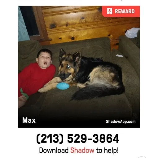 Lost dog in Lancaster, CA, 93534