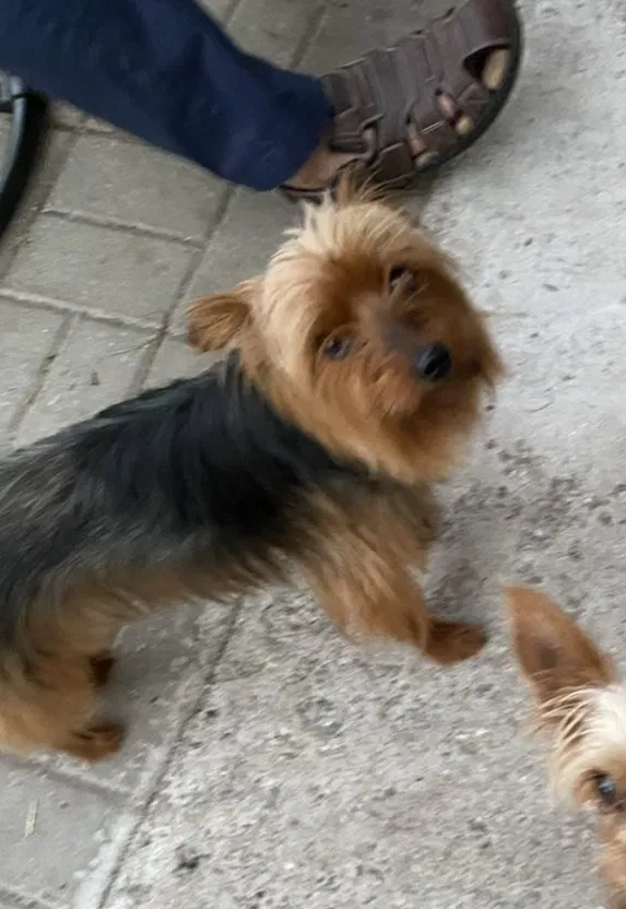 Lost dog in Calumet City, IL, 60409