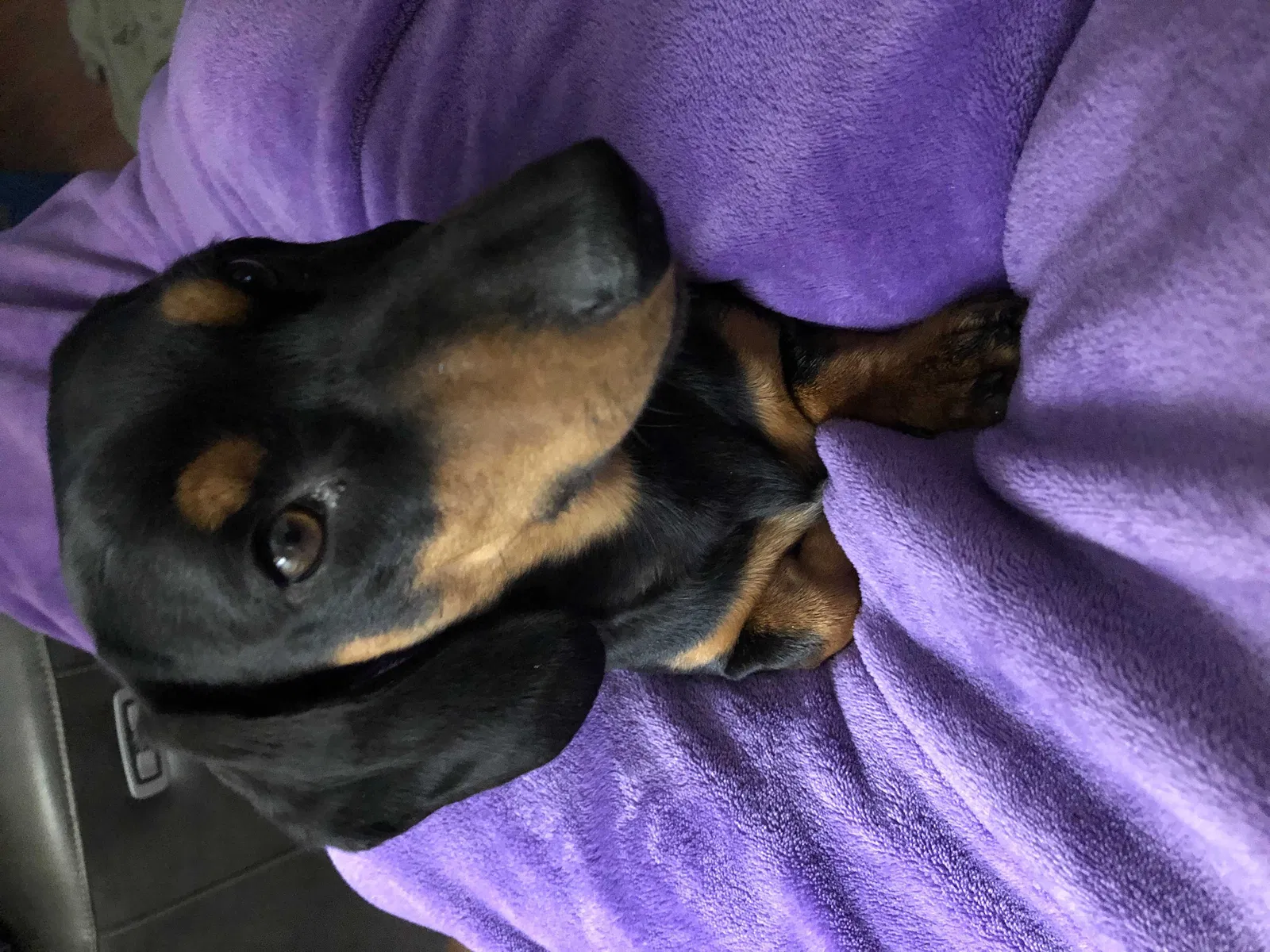 Lost dog in Sun City, CA, 92585