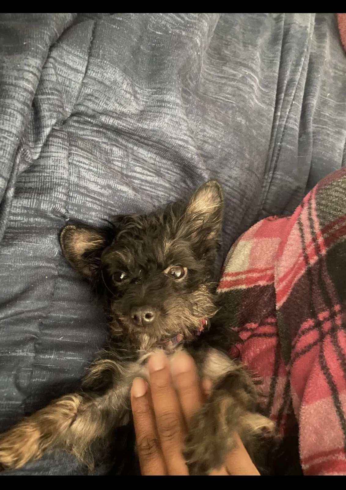 Lost dog in Burlington, NC, 27217