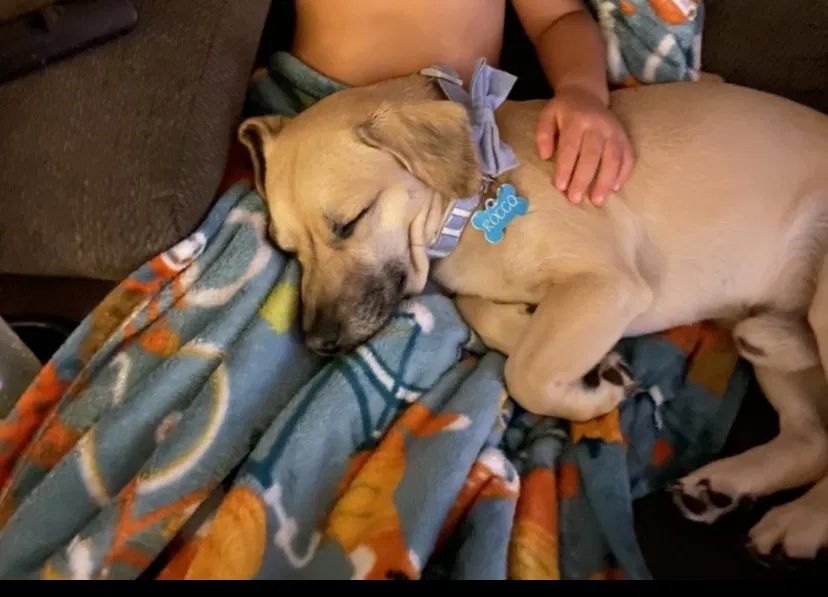 Lost dog in Waianae, HI, 96792