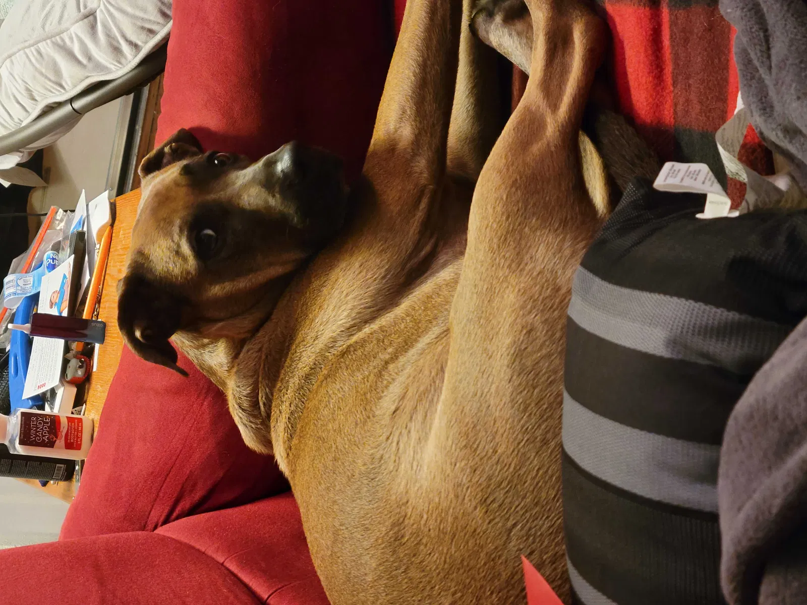 Lost dog in Tulsa, OK, 74110