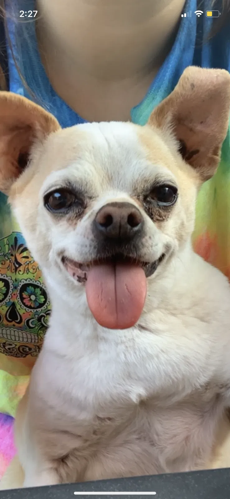 Lost dog in Antioch, TN, 37013
