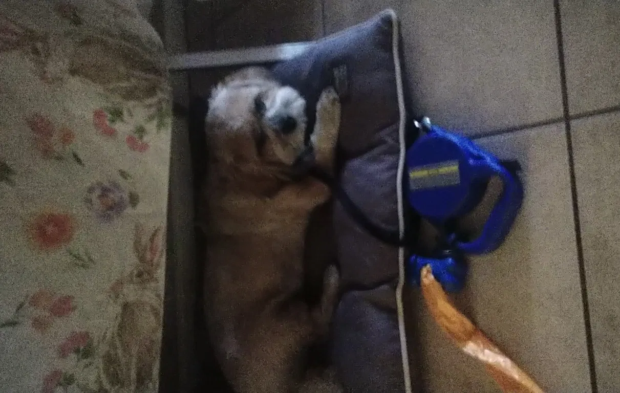 Lost dog in Hemet, CA, 92544