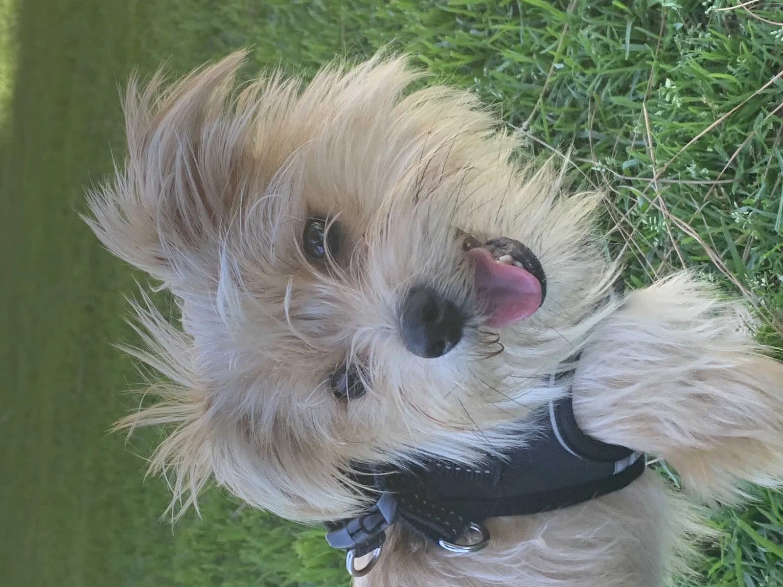 Lost dog in Perris, CA, 92570