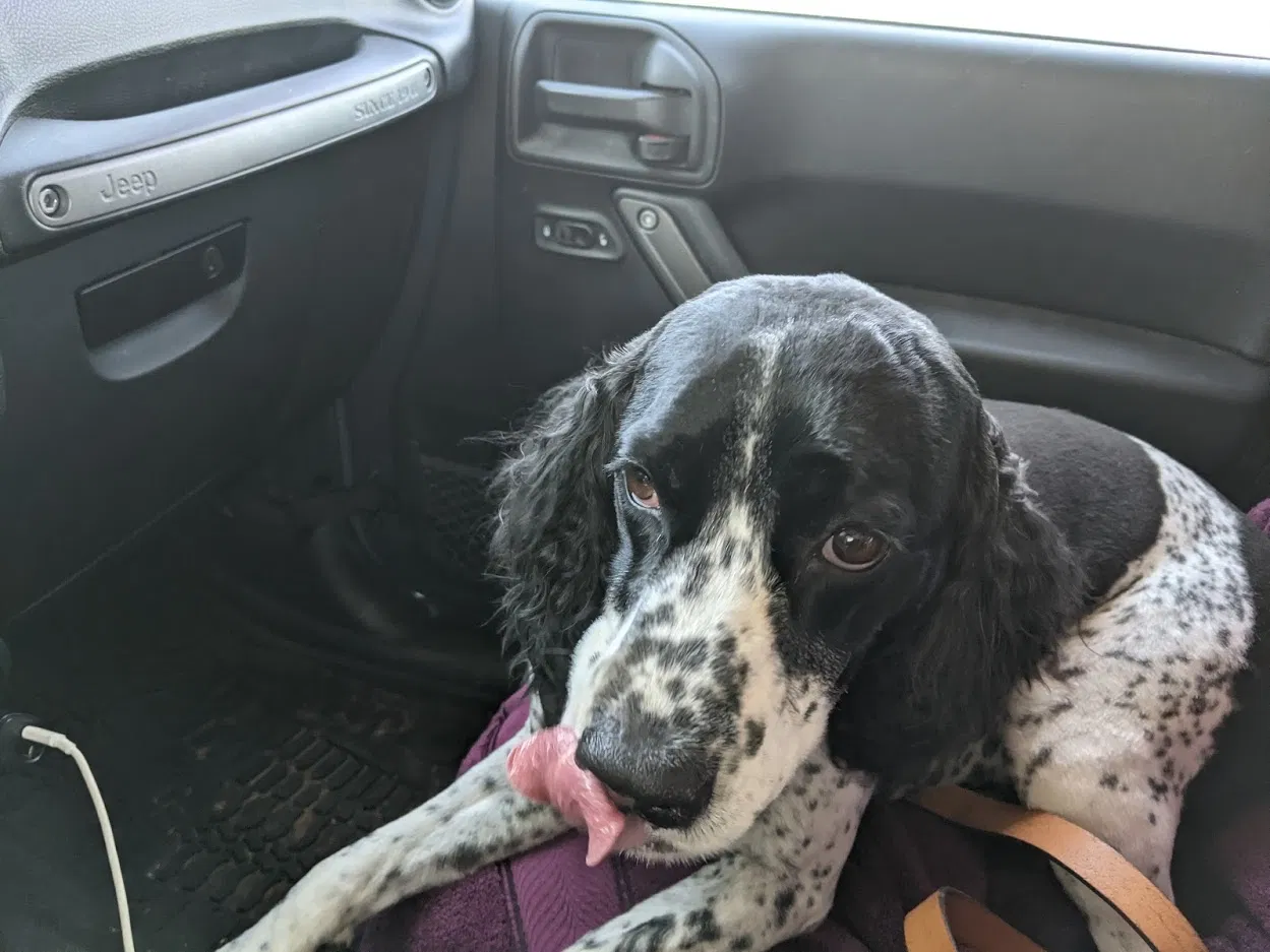 Lost dog in Seminole, TX, 79360