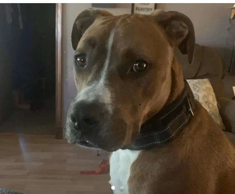 Lost dog in Six Lakes, MI, 48886