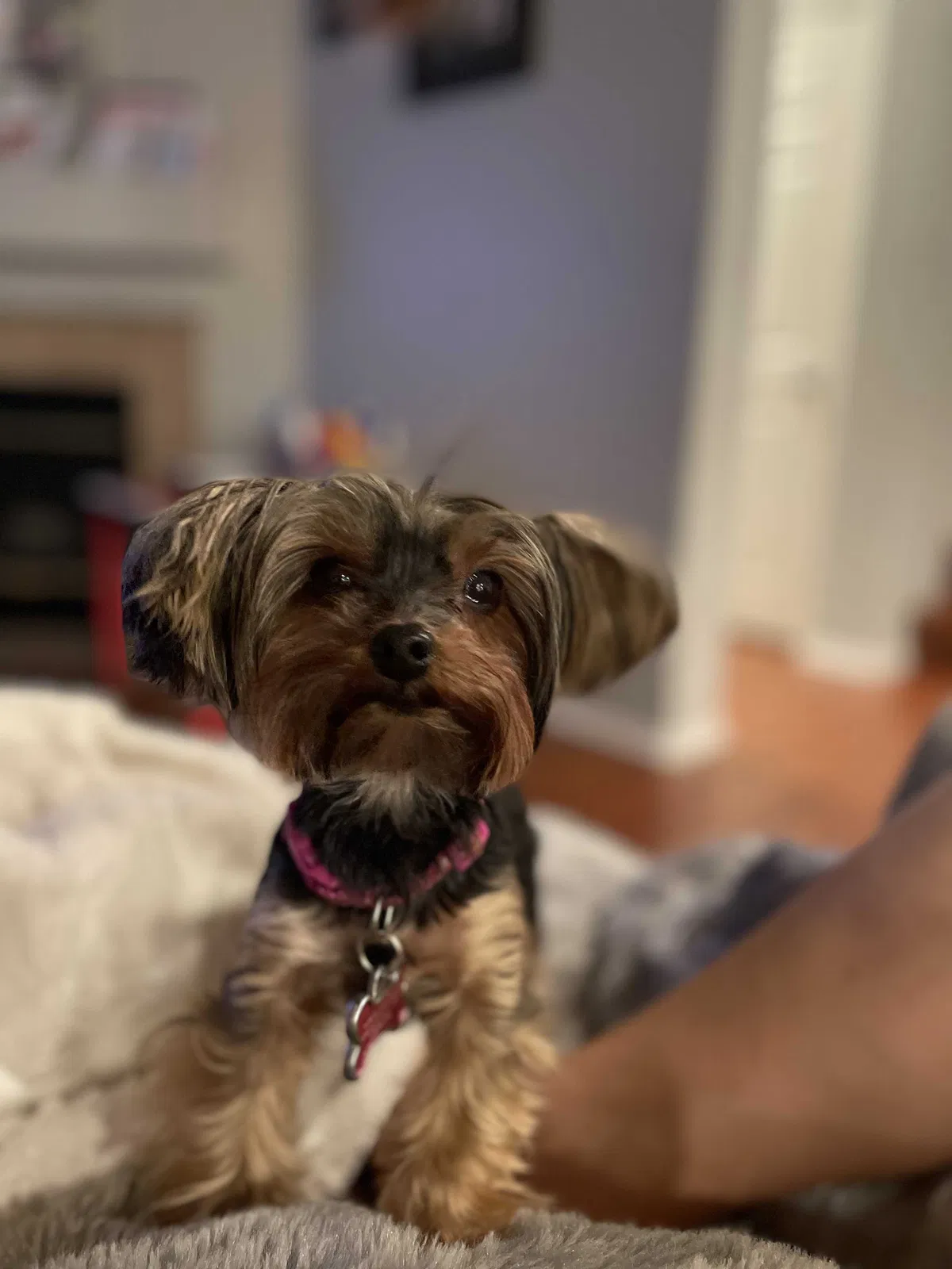 Lost dog in Chula Vista, CA, 91913