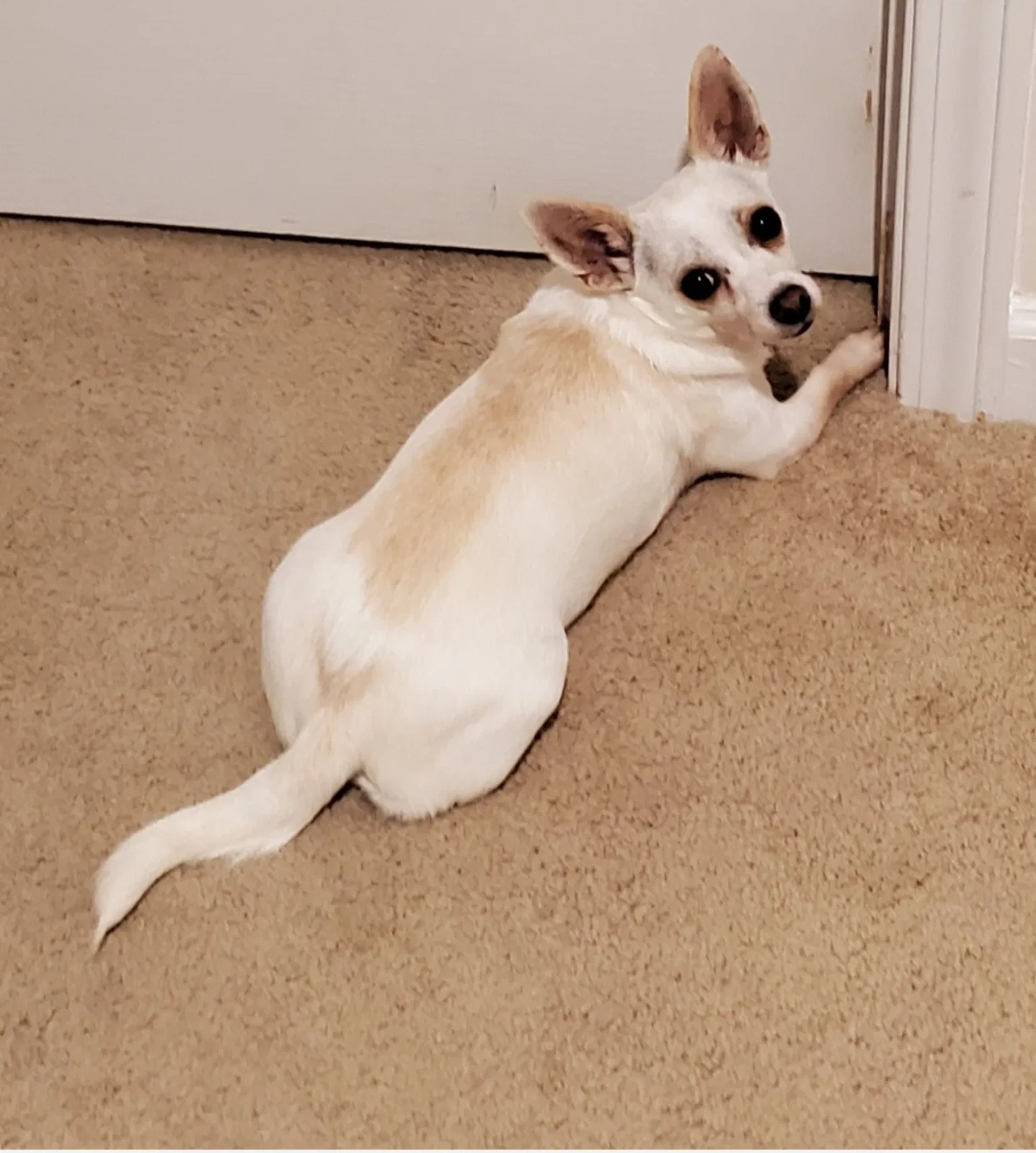 Lost dog in Charlotte, NC, 28215