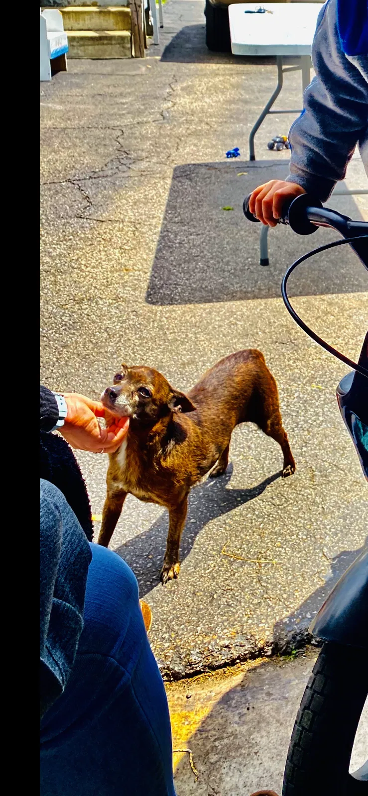 Lost dog in Indianapolis, IN, 46222