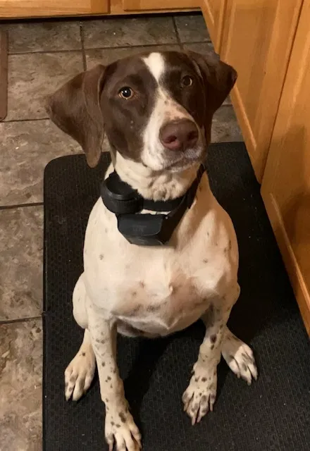 Lost dog in Claremont, NC, 28610