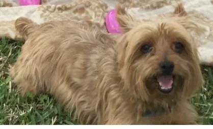 Lost dog in Humble, TX, 77396