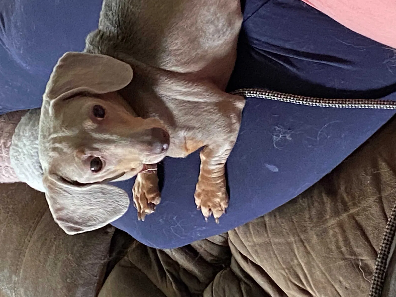 Lost dog in Richmond, KY, 40475
