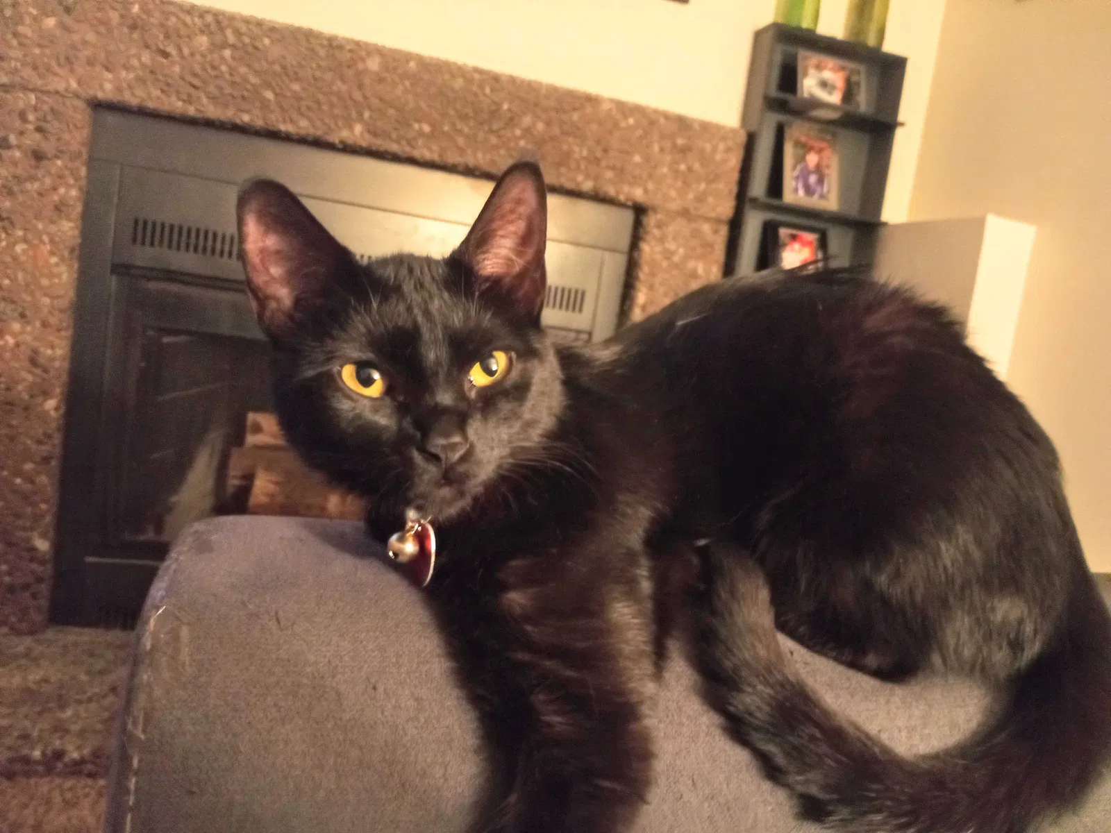 Lost cat in Spokane, WA, 99201