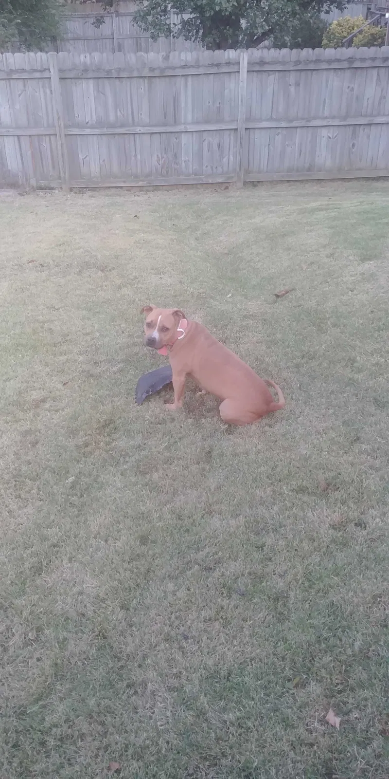 Lost dog in Memphis, TN, 38115