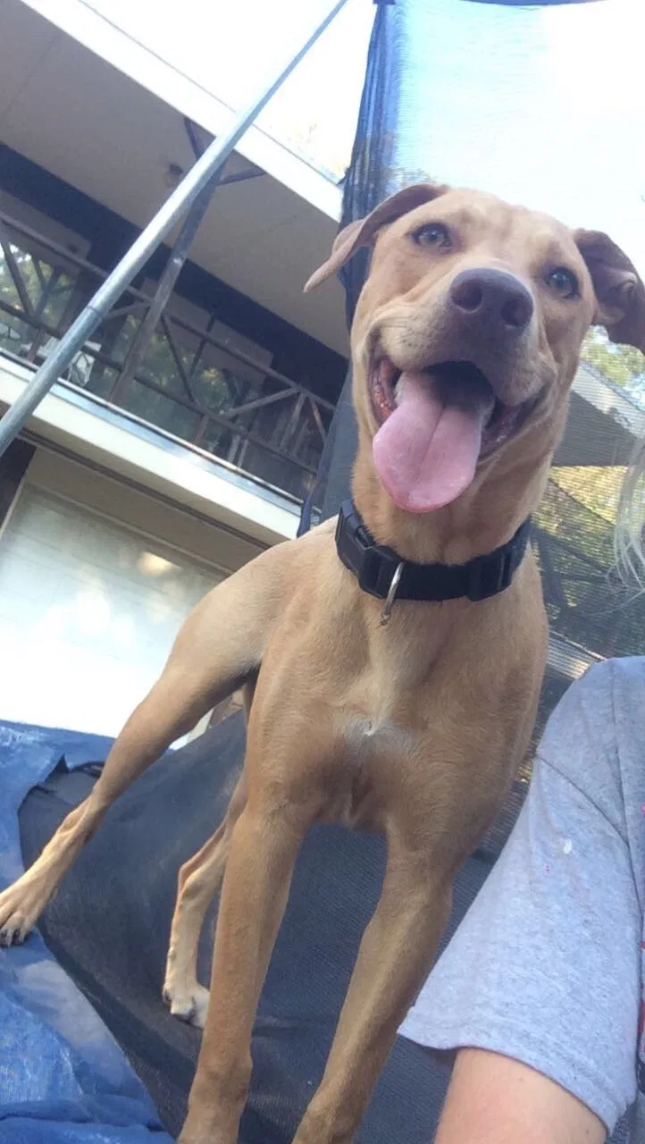 Lost dog in Oklahoma City, OK, 73110
