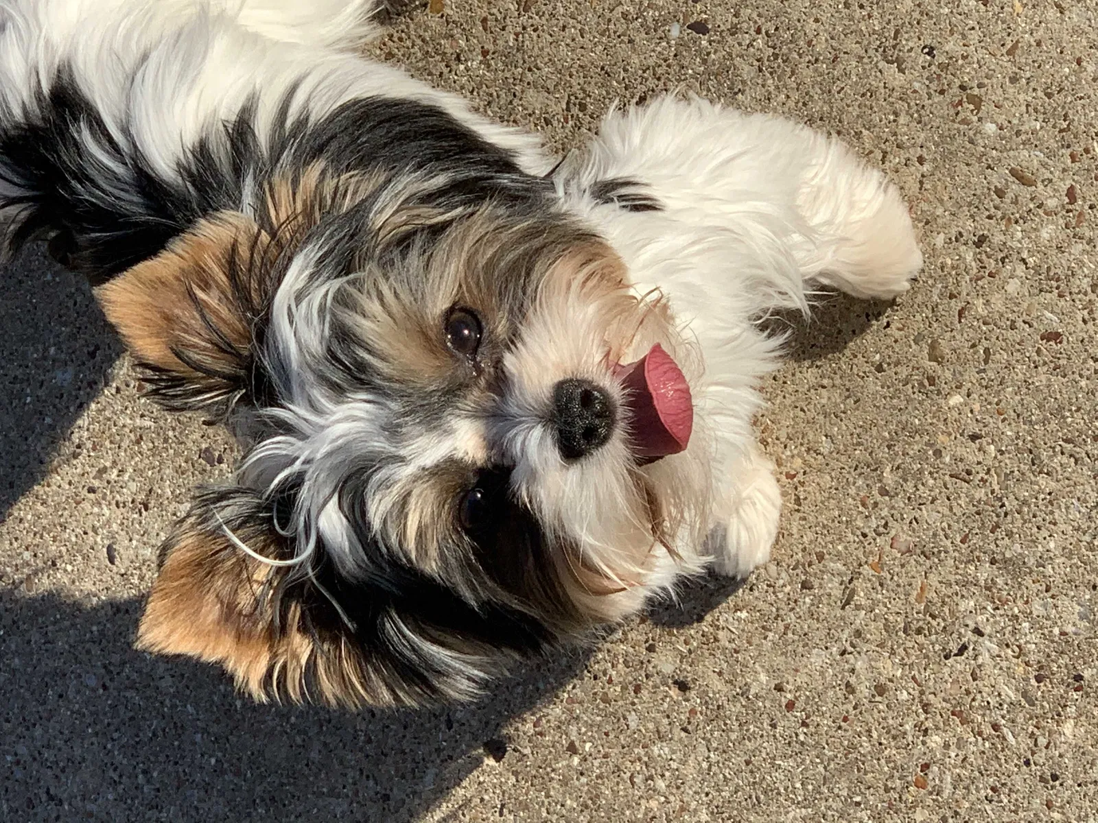Lost dog in Southlake, TX, 76092