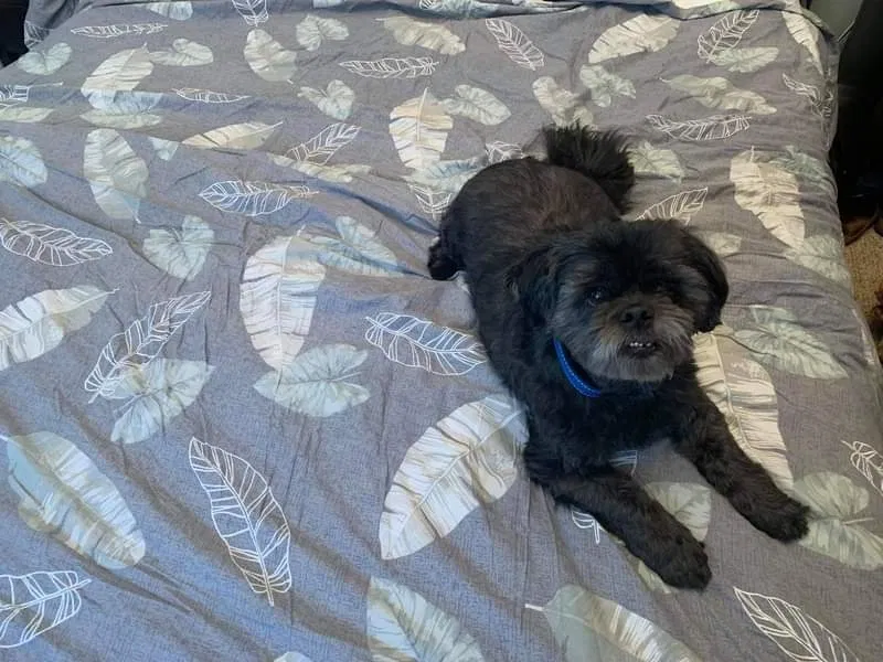 Lost dog in Niagara, WI, 54151