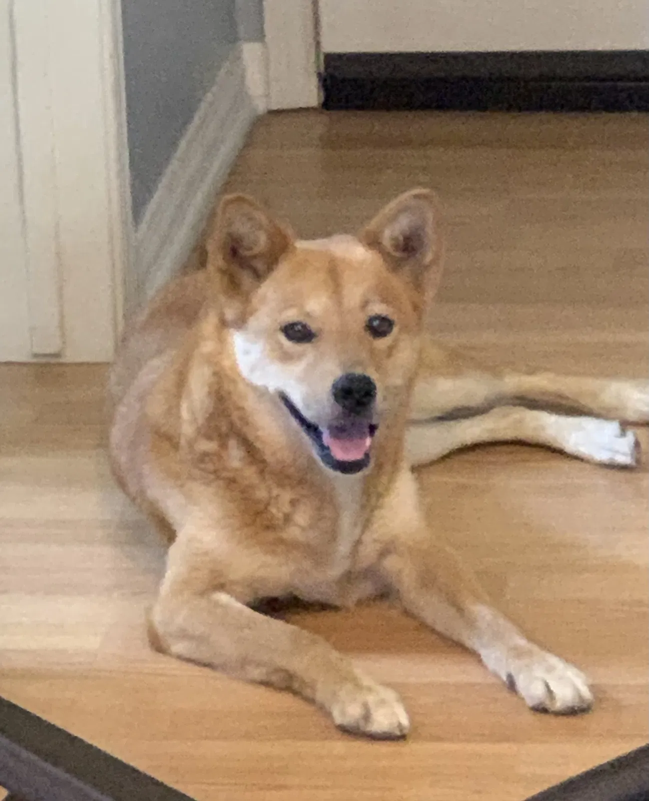 Lost dog in Hemet, CA, 92545