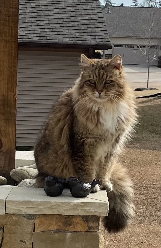 Lost cat in Seneca, SC, 29678
