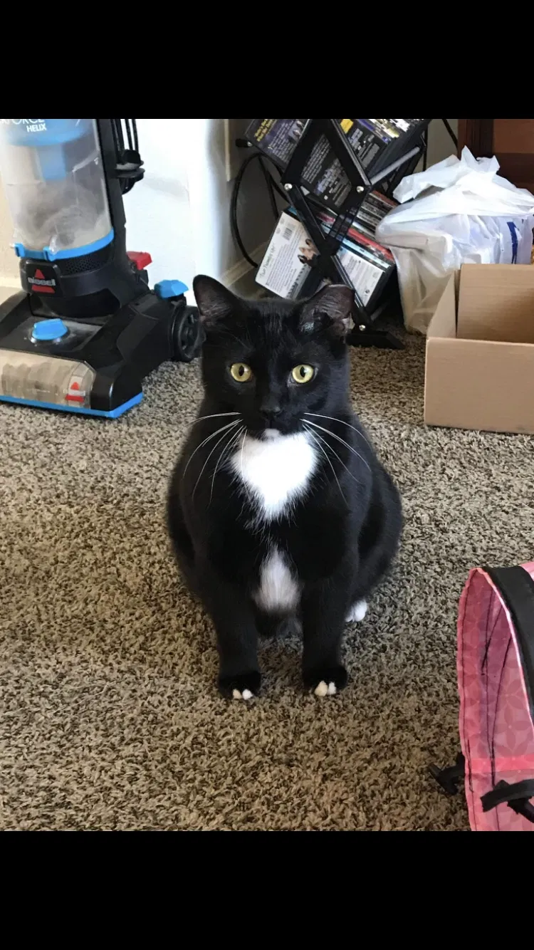 Lost cat in South Bend, IN, 46616
