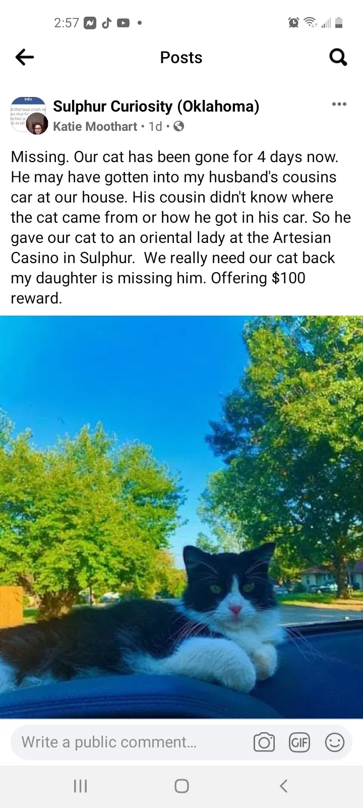 Lost cat in Sulphur, OK, 73086
