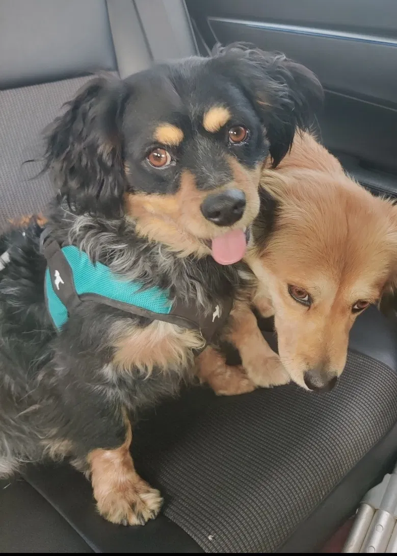 Lost dog in San Diego, CA, 92113