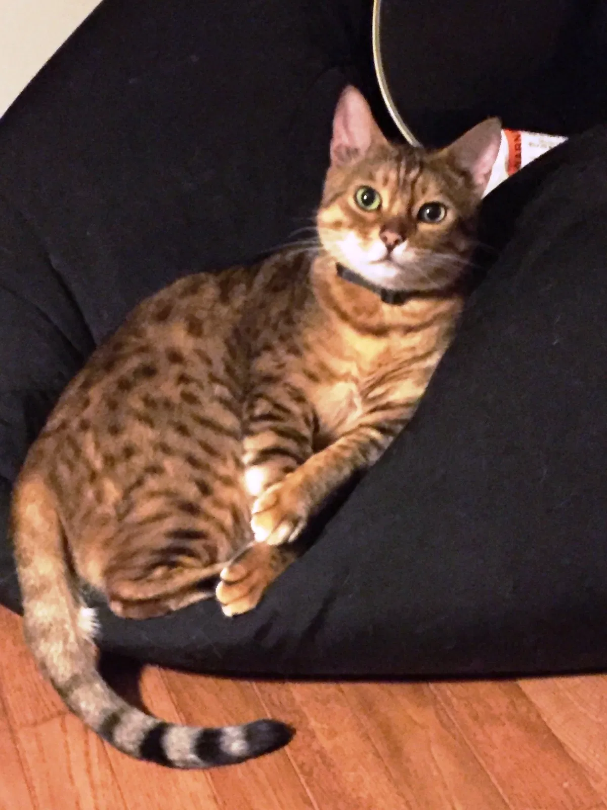 Lost cat in Saylorsburg, PA, 18353